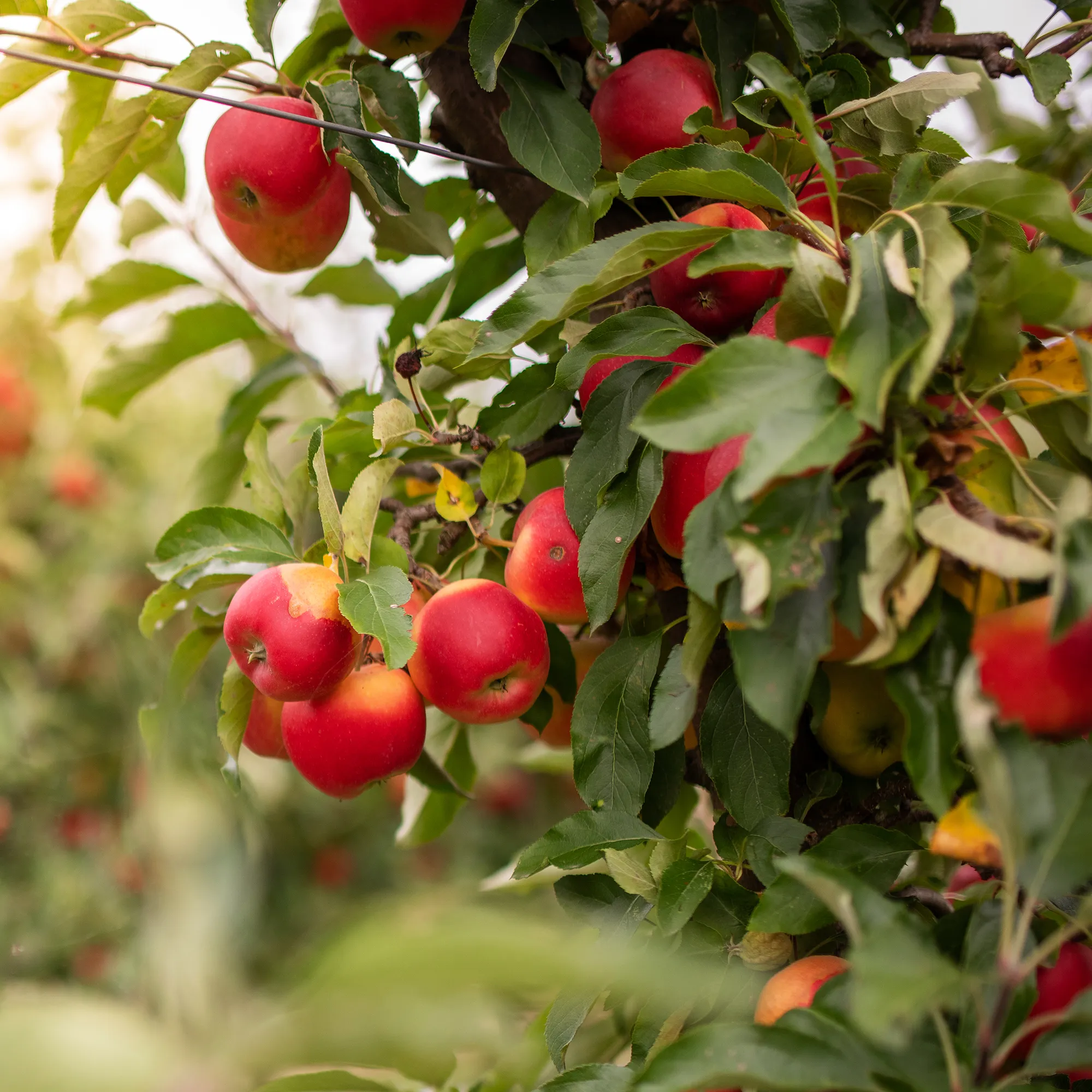 Apple Orchard Mini