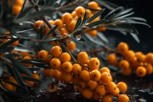 Awapuhi Seaberry Fragrance Oil