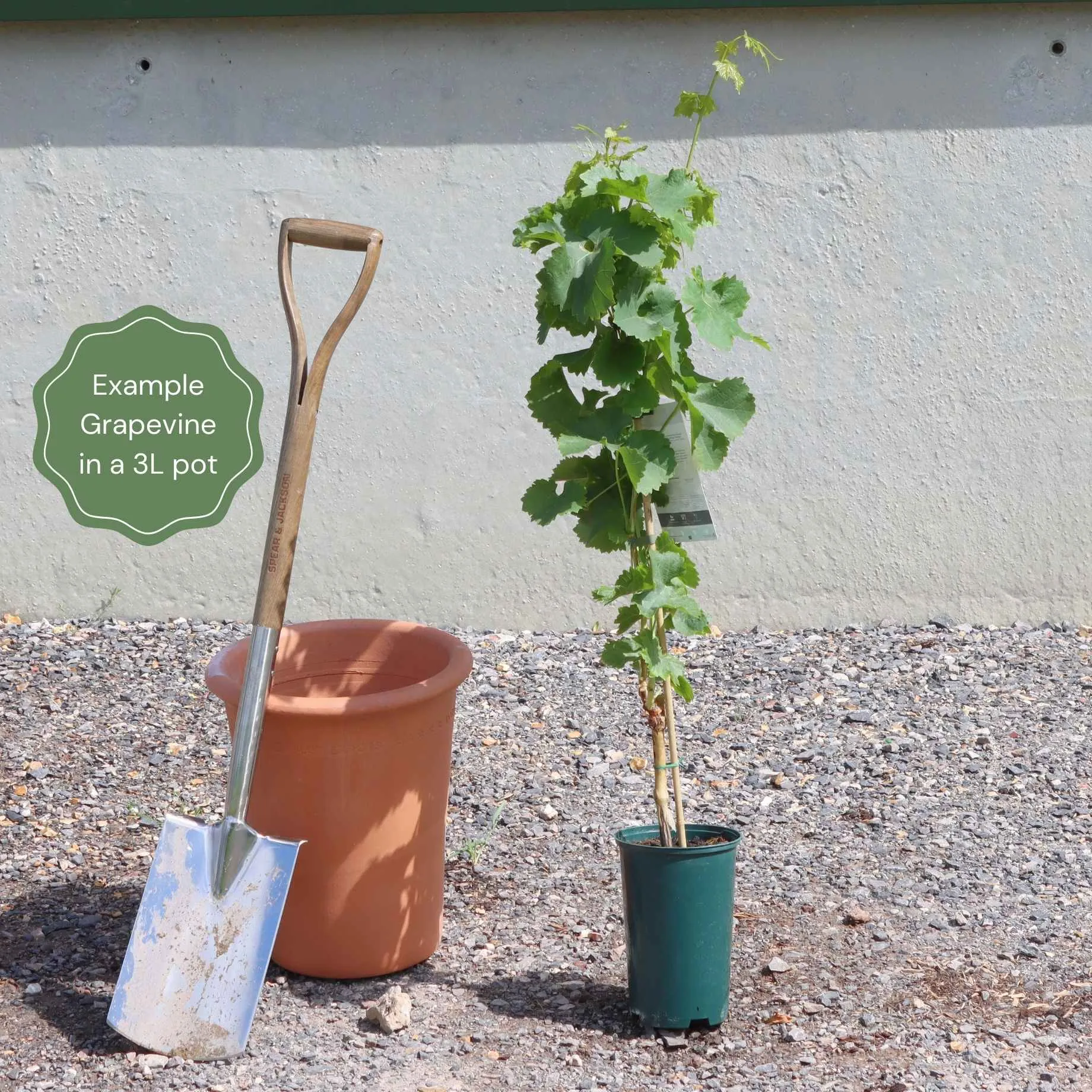'Superior Seedless' Outdoor Grape Vine