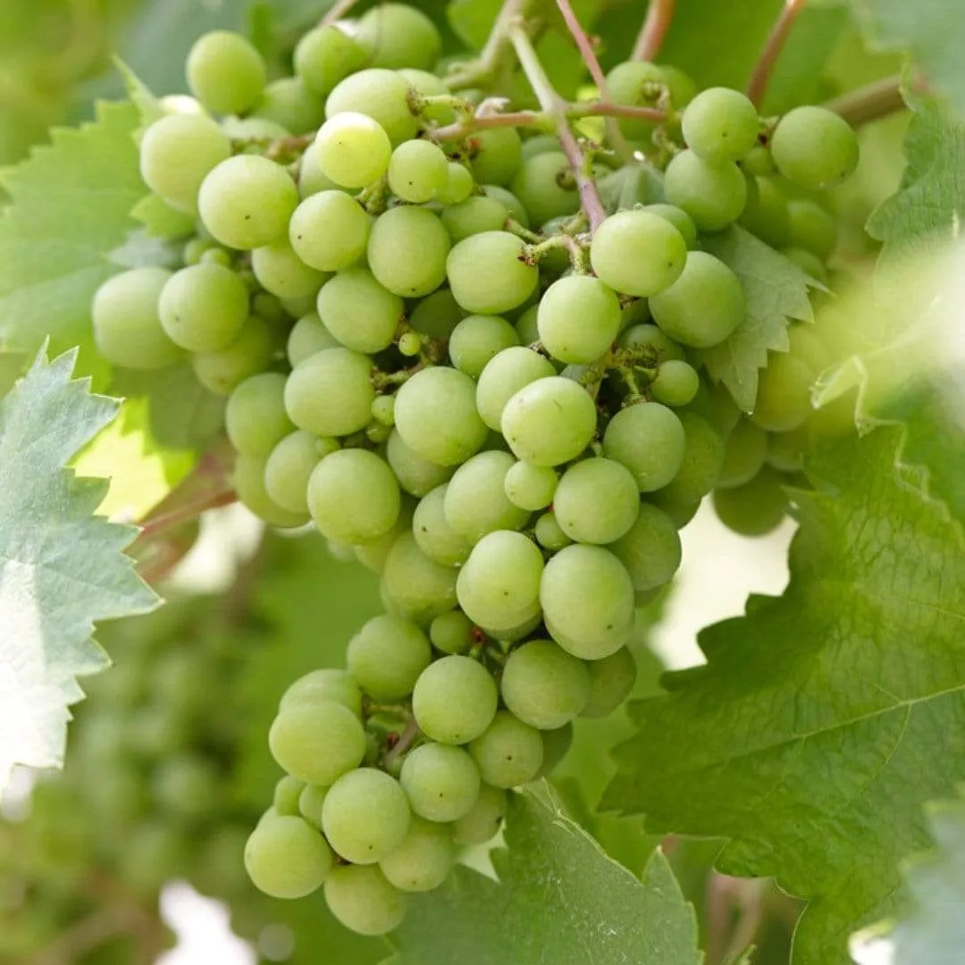 'Superior Seedless' Outdoor Grape Vine